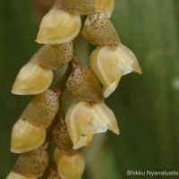 Coelogyne imbricata (Hook.) Rchb.f.